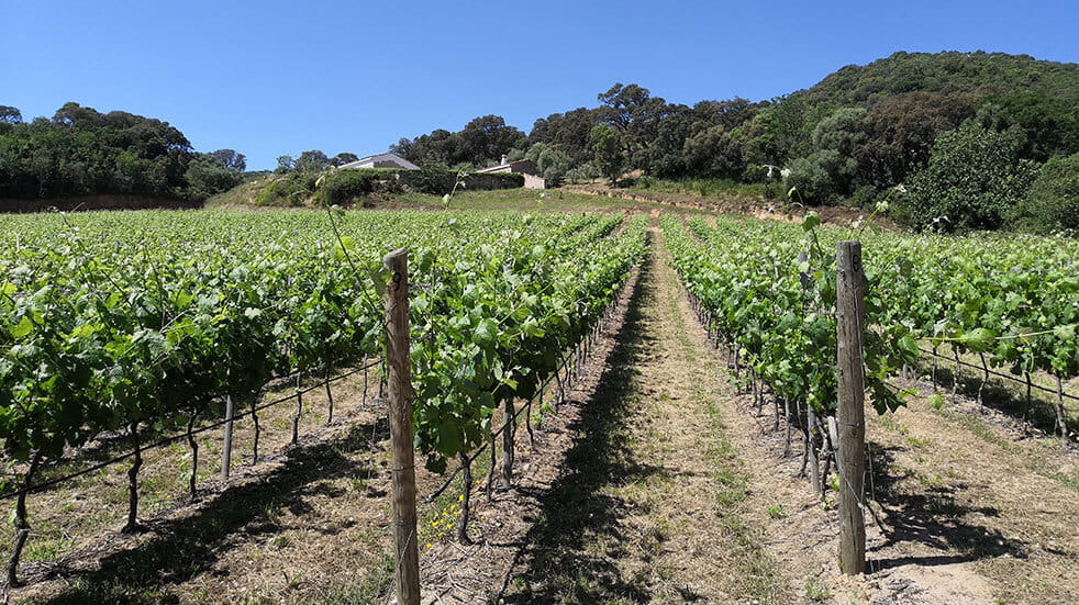 Sardinia travel guide: the vineyard of Siddura wines